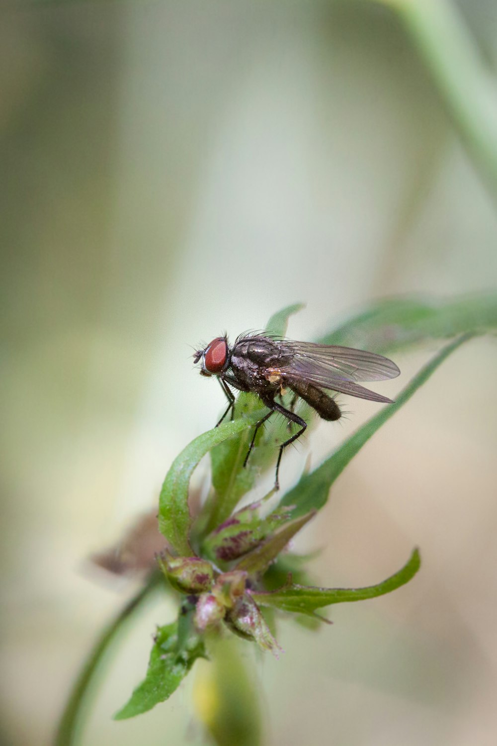 a fly sitting on top of a green leaf