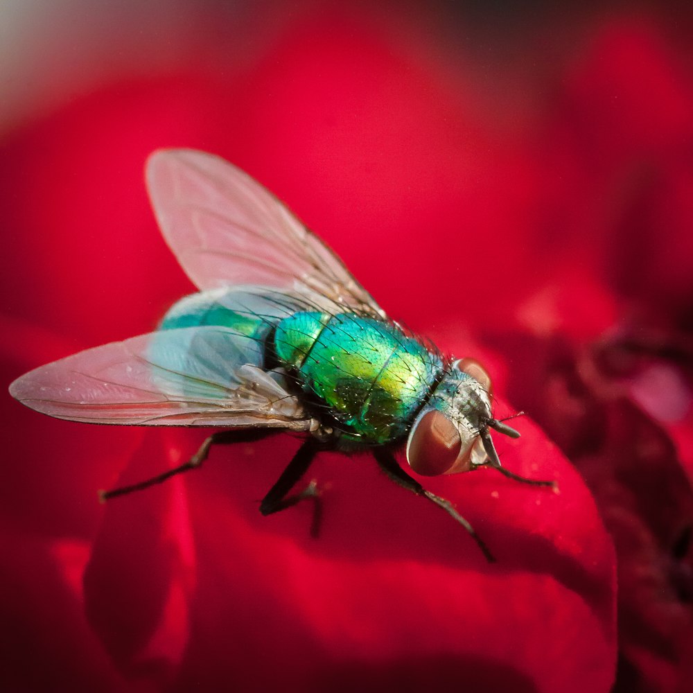 a fly sitting on top of a red flower