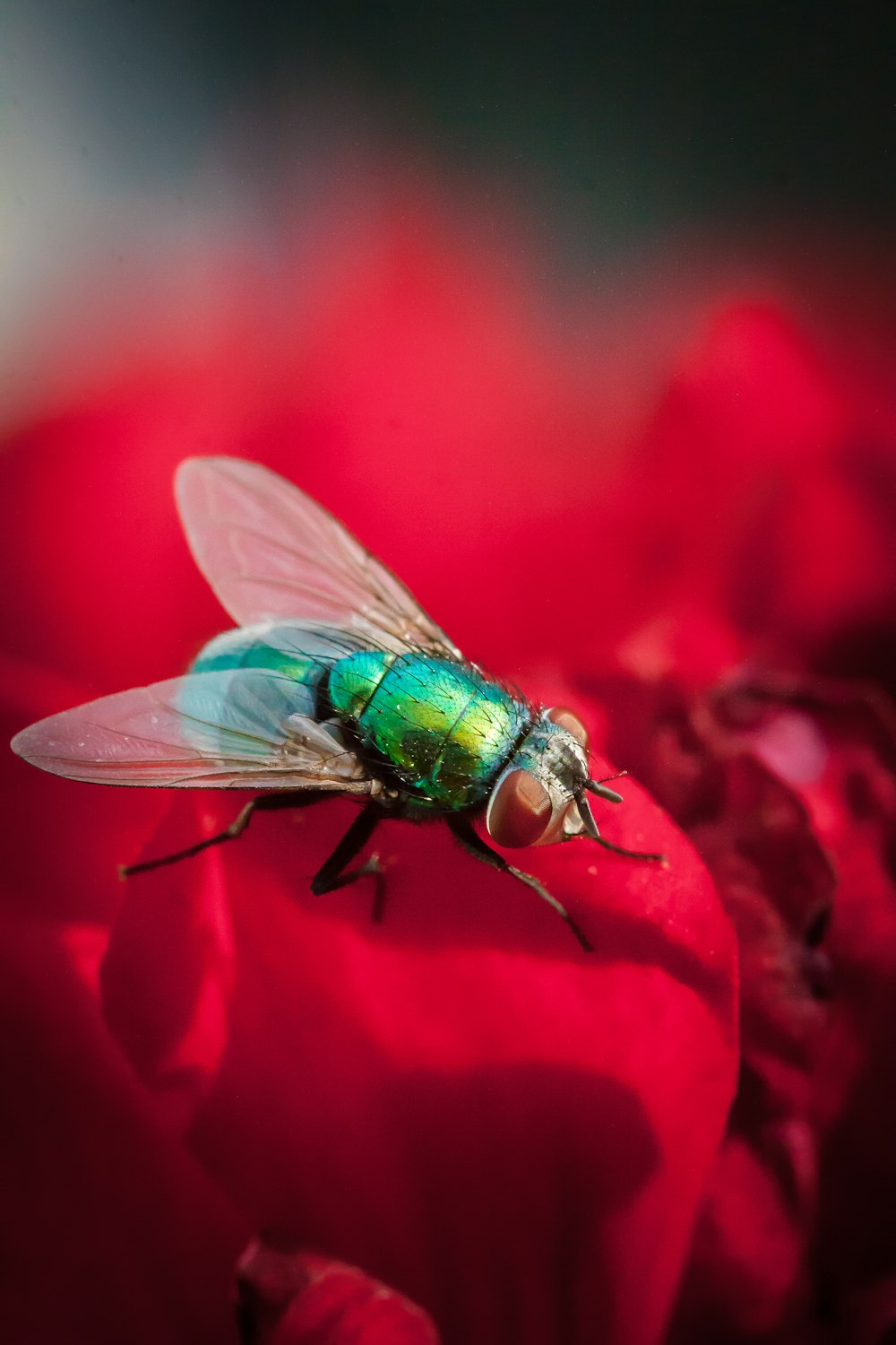 a fly sitting on top of a red flower