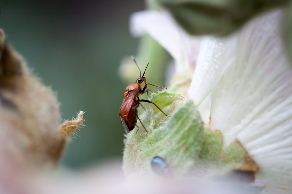 a close up of a bug on a flower