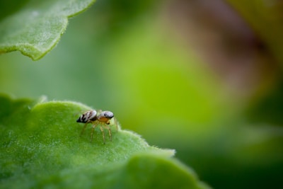 a couple of flies sitting on top of a green leaf