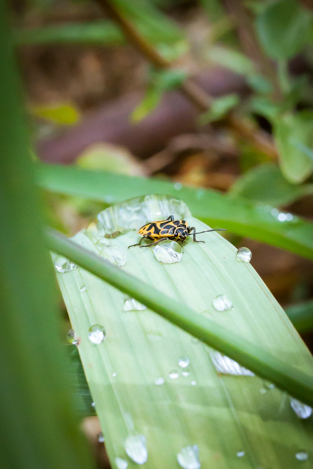 a bug sitting on top of a green leaf