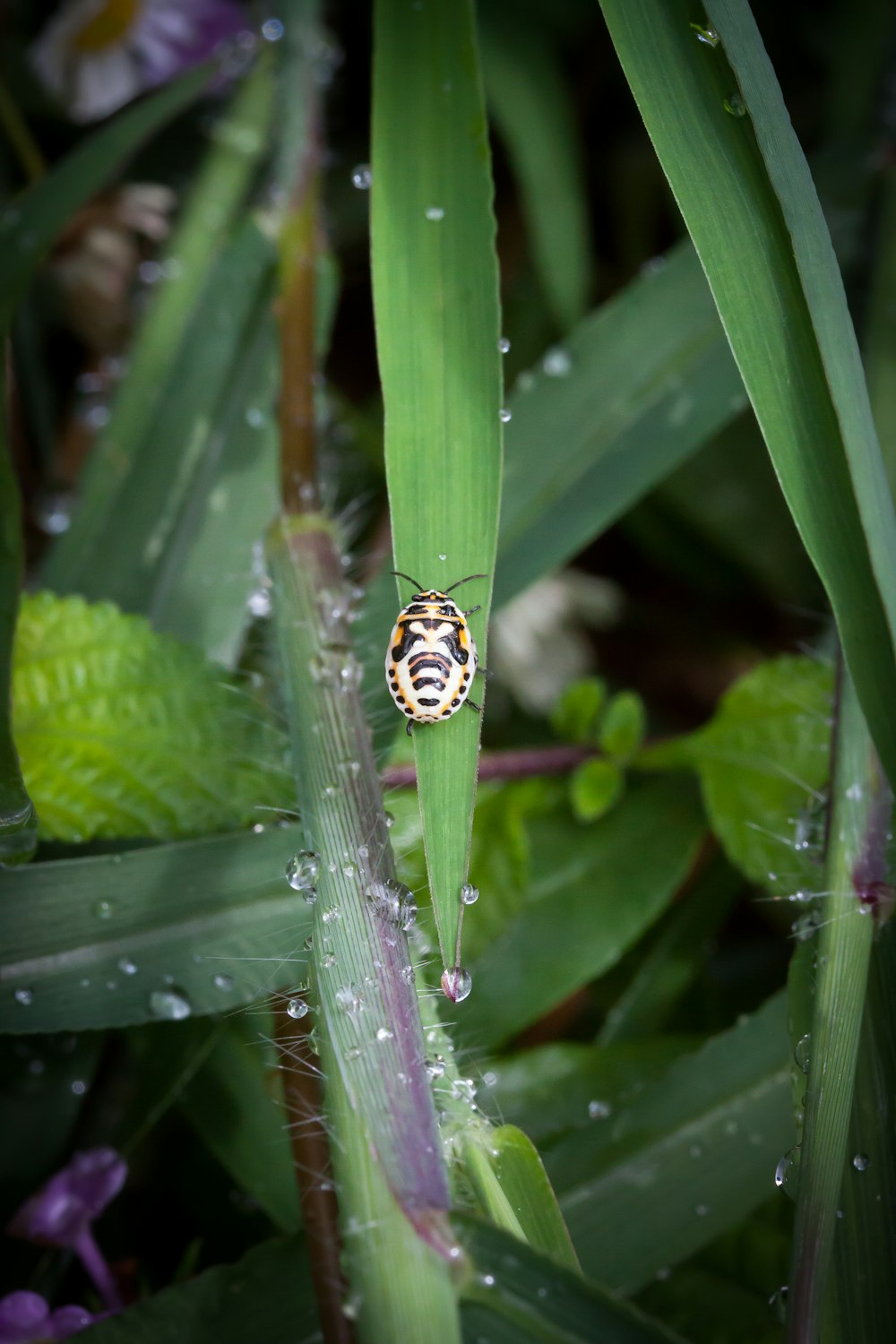 a bug sitting on top of a green leaf