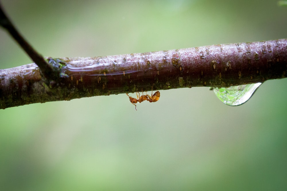 a bug crawling on a branch with a drop of water on it