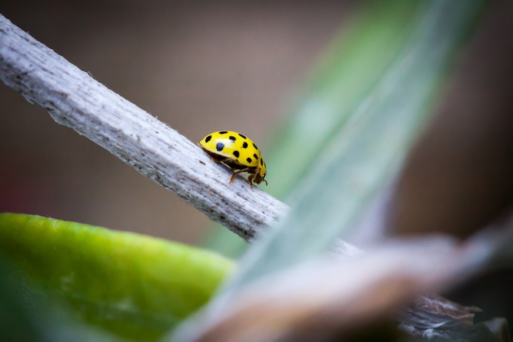 a yellow and black bug sitting on top of a leaf