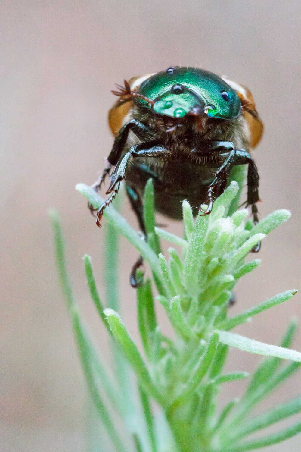 Un primer plano de un insecto en una planta