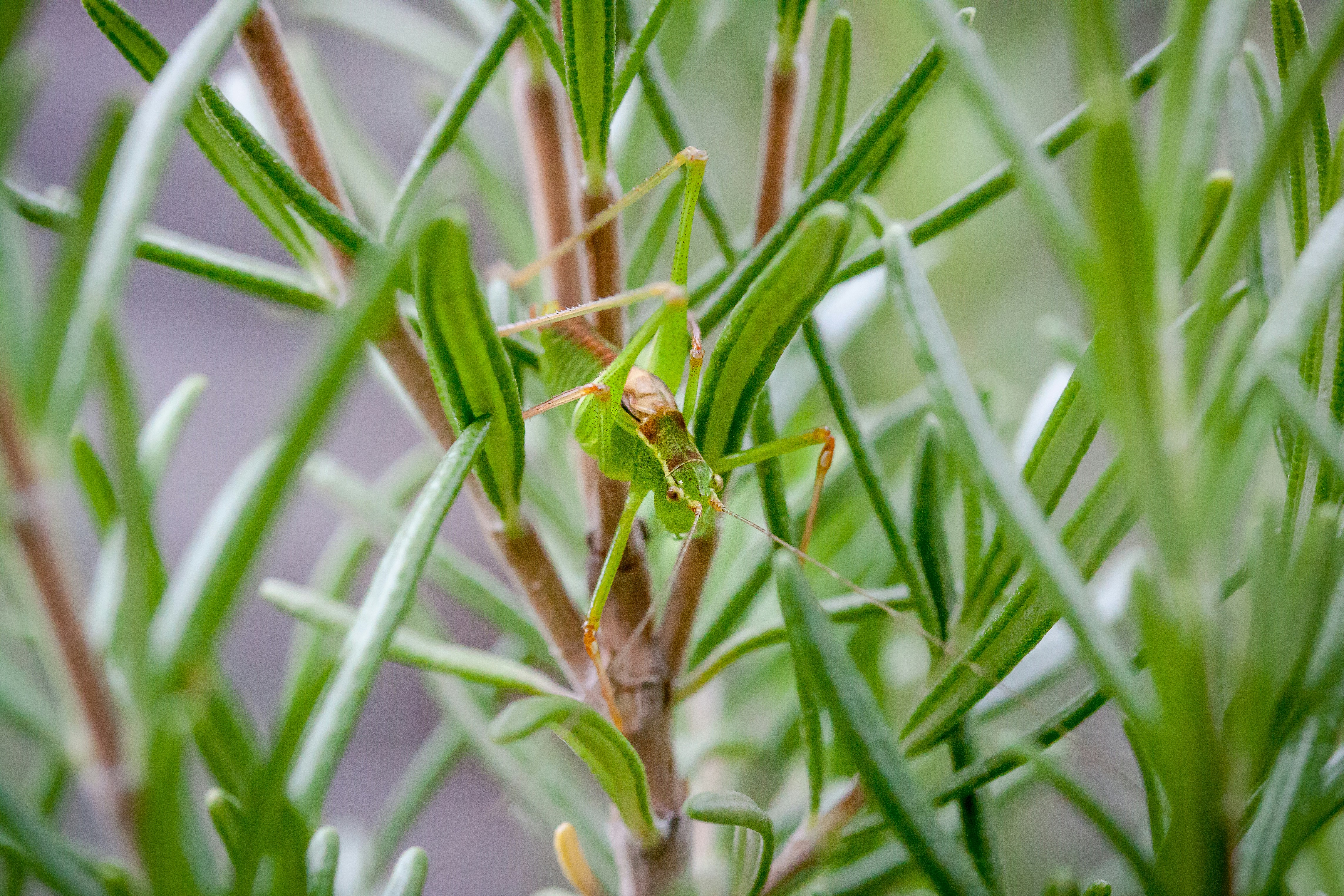 Un petit insecte vert assis sur une plante verte photo – Photo Insecte ...