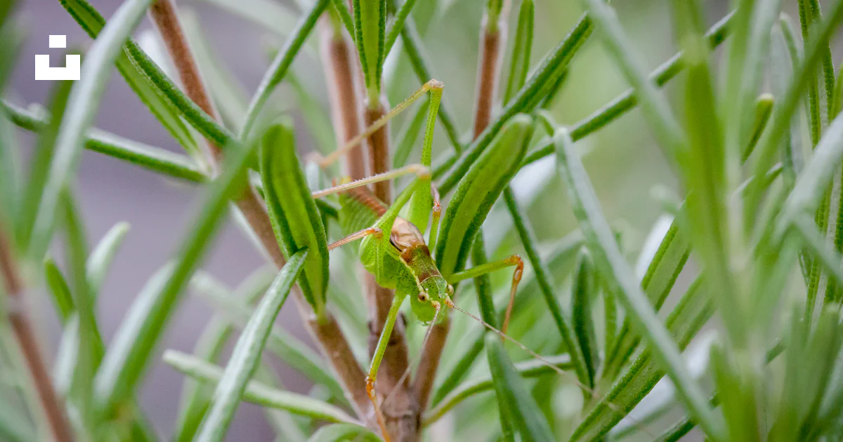 Un petit insecte vert assis sur une plante verte photo – Photo Insecte ...