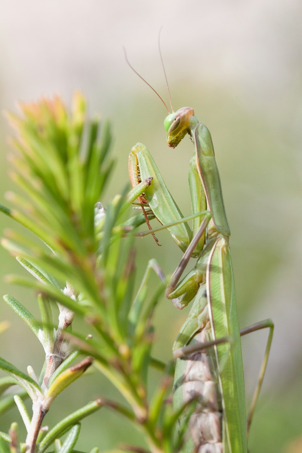 a close up of a grasshopper on a plant