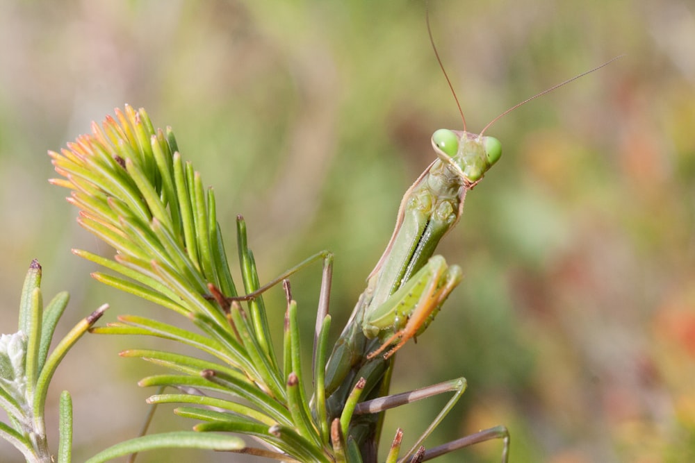 a close up of a grasshopper on a tree branch