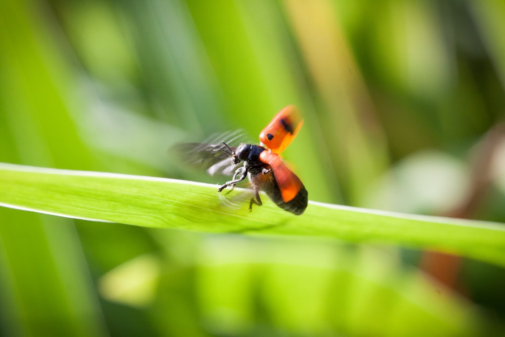 a couple of bugs sitting on top of a green leaf