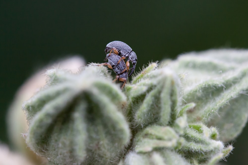 a bug sitting on top of a green plant