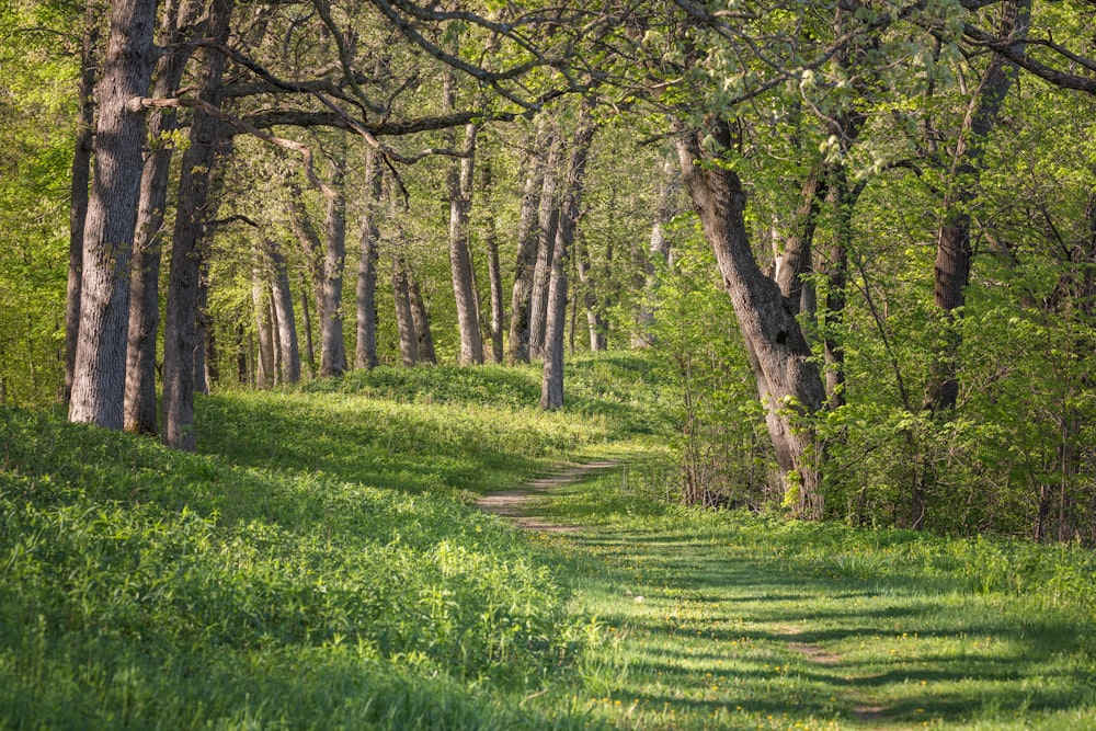 a dirt road in the middle of a forest