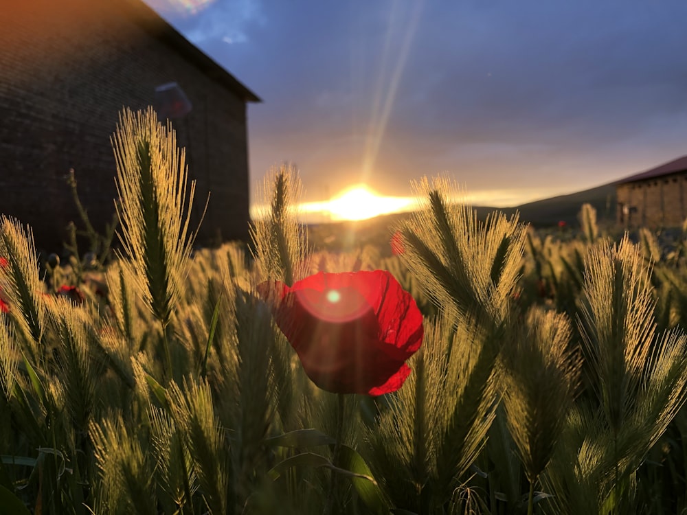 a red poppy in a field with a barn in the background