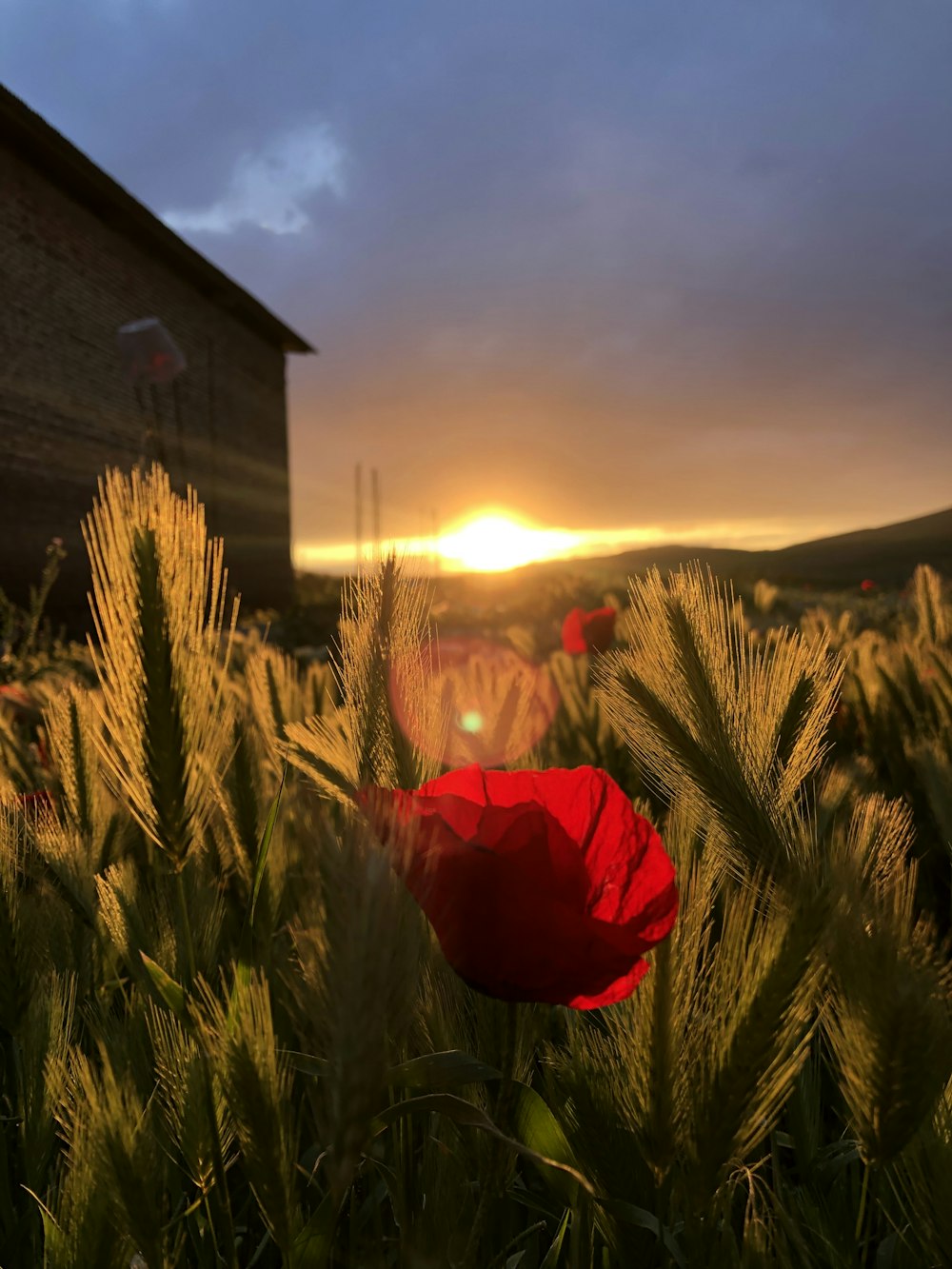 a red flower in a field with a barn in the background