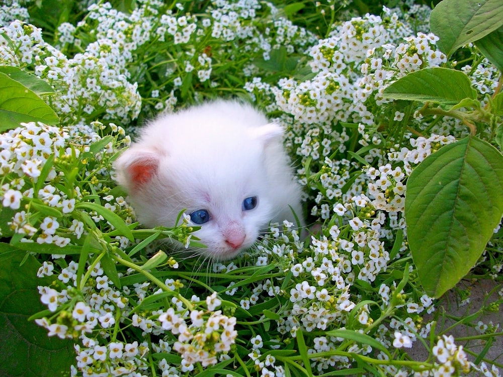 a white kitten with blue eyes hiding in a field of white flowers
