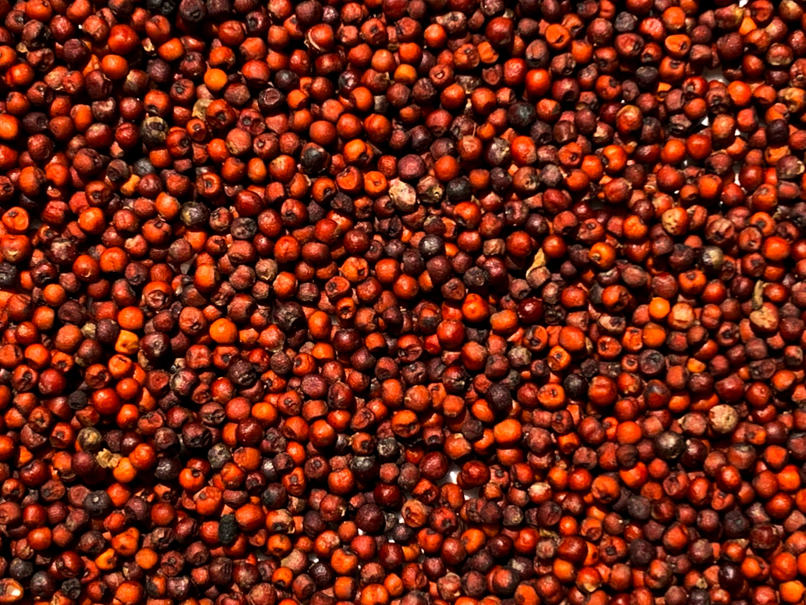 Close-up of whole reddish-brown finger millet grains, the grain fermented for tongba