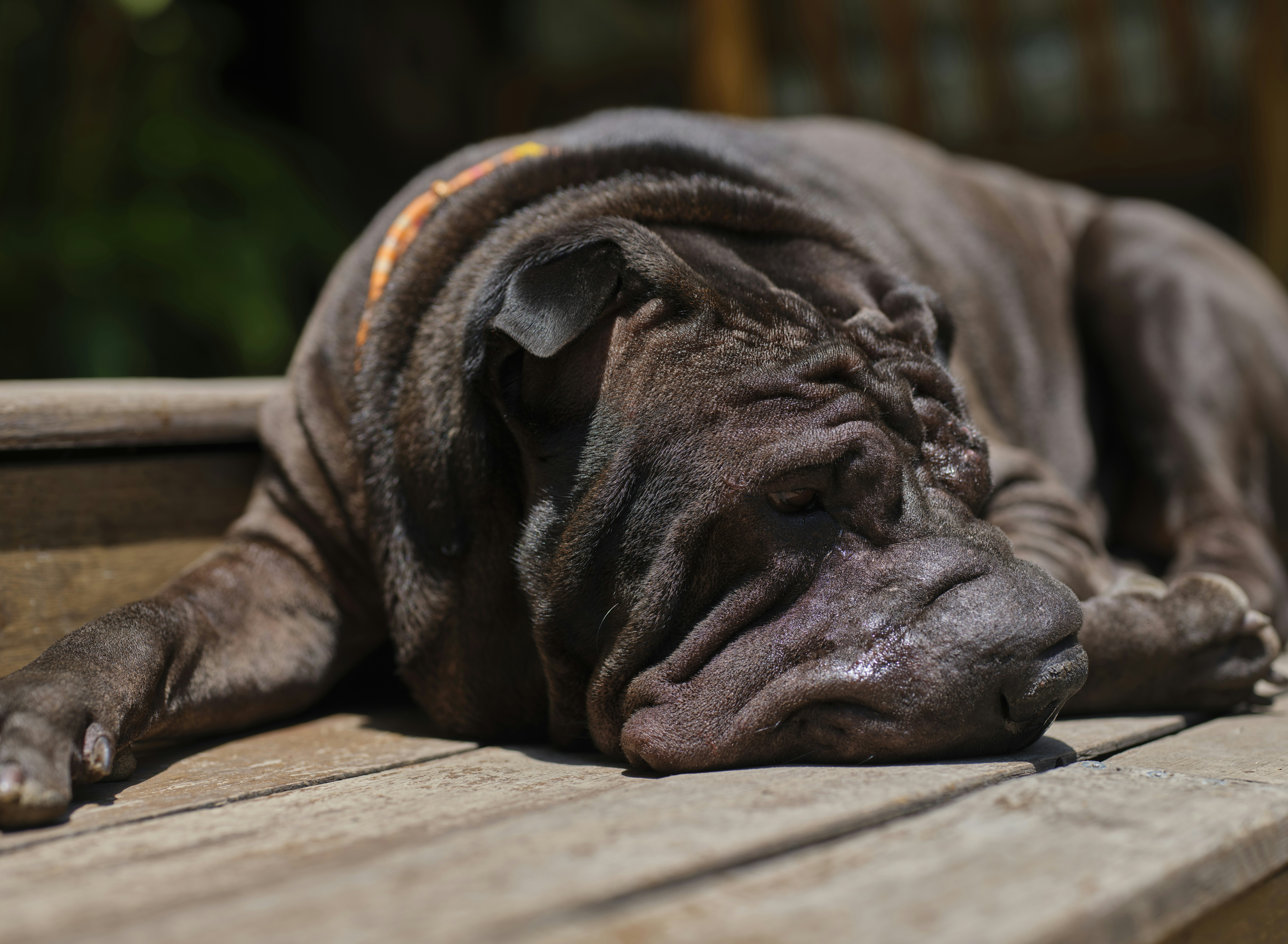 blue shar pei
