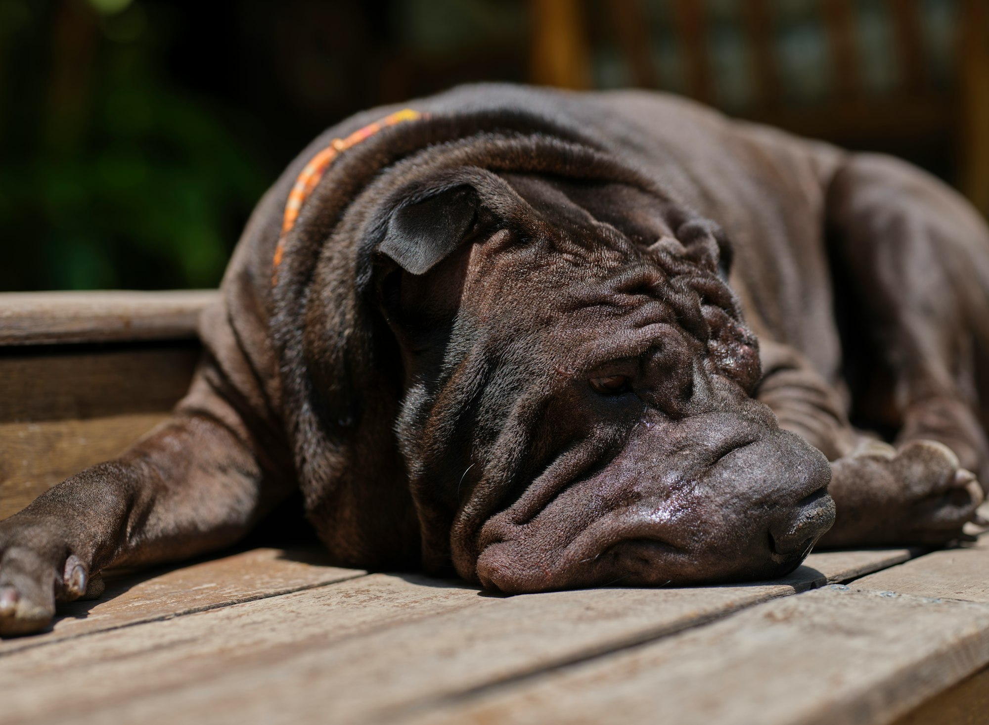a Shar Pei dog is laying down on a wooden bench