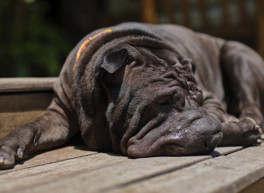 a dog is laying down on a wooden bench