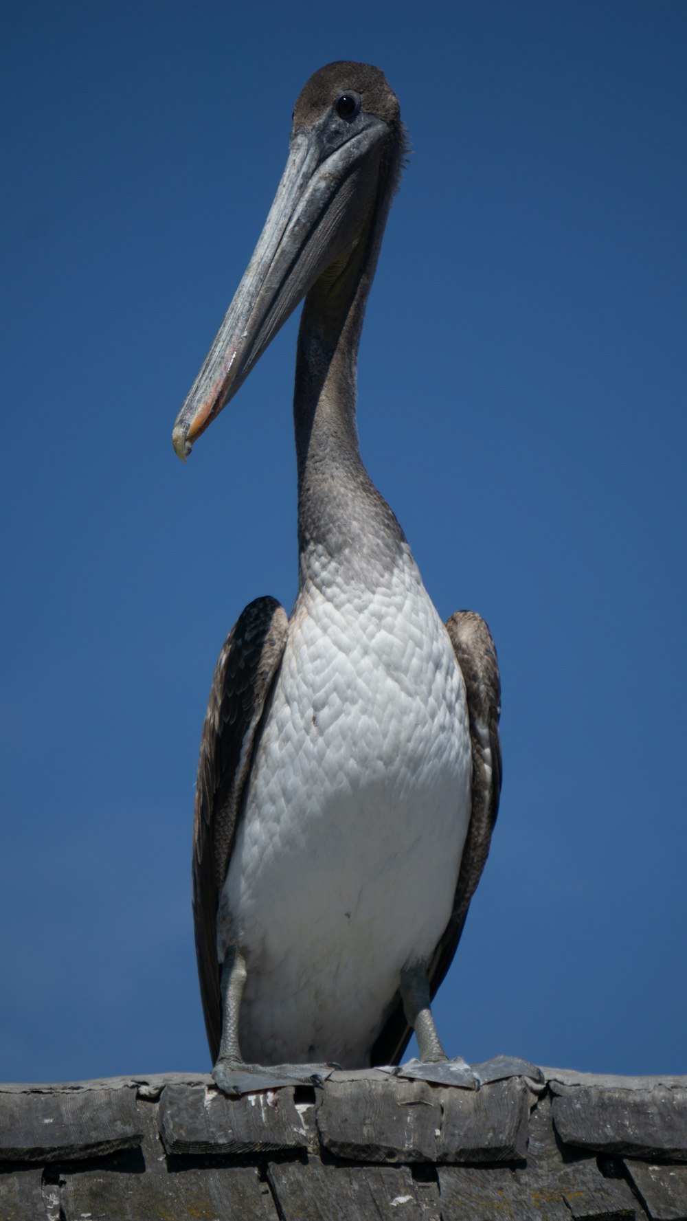 a pelican sitting on top of a brick wall