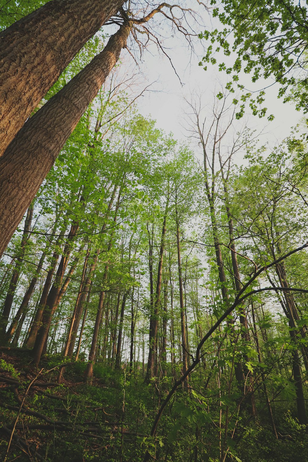 a forest filled with lots of tall trees