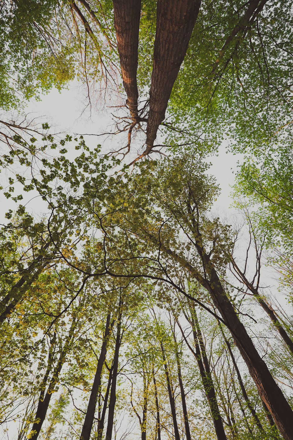 looking up at the tops of tall trees in a forest