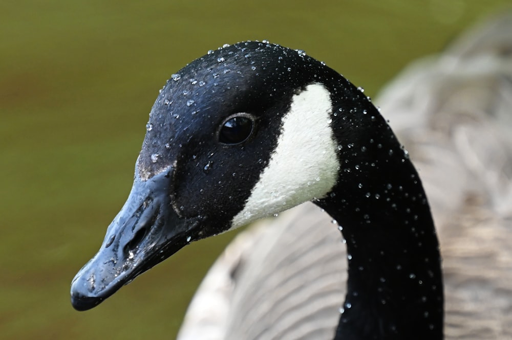 a close up of a black and white duck