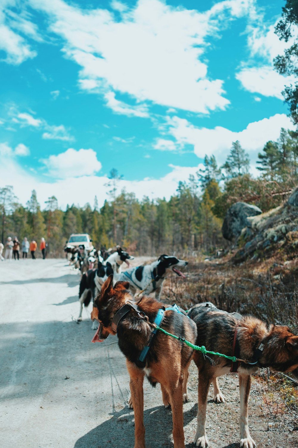 a group of dogs on a leash on the side of a road