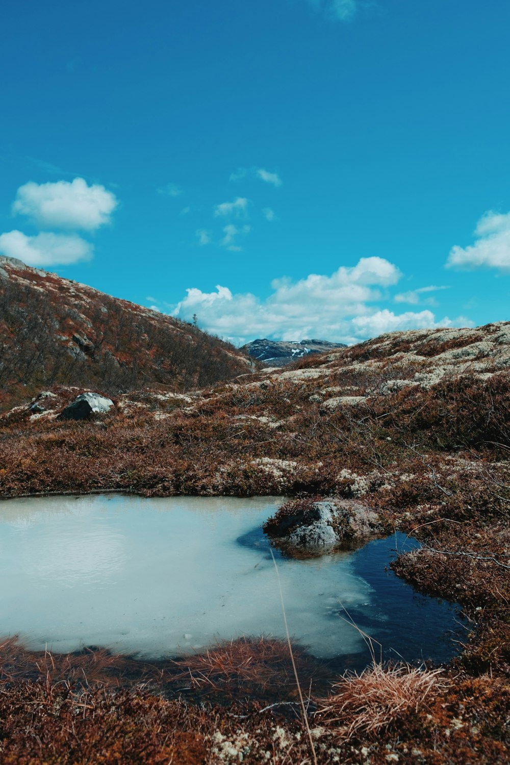 a small pool of water in a grassy field