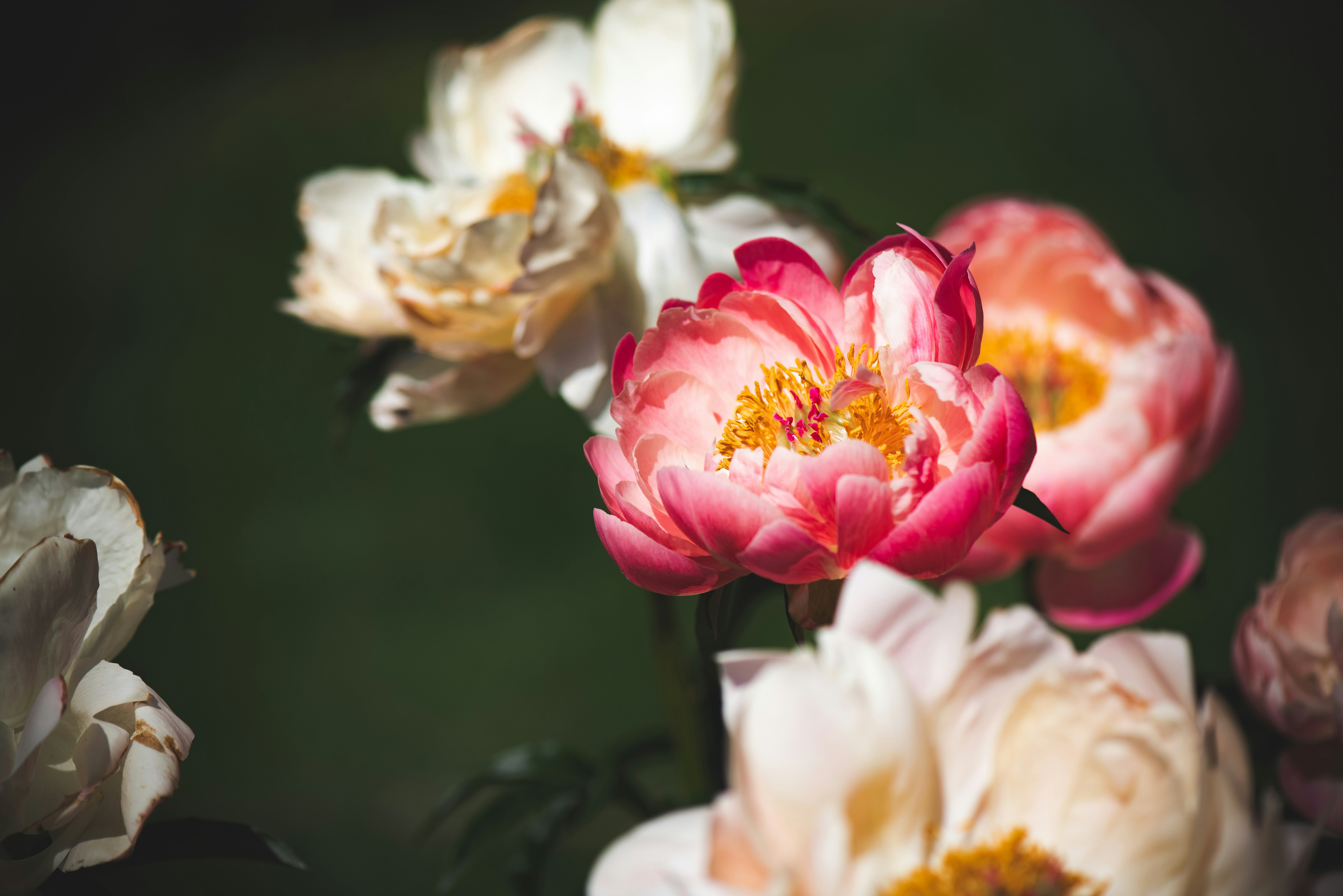 Photo by albulenapanduri