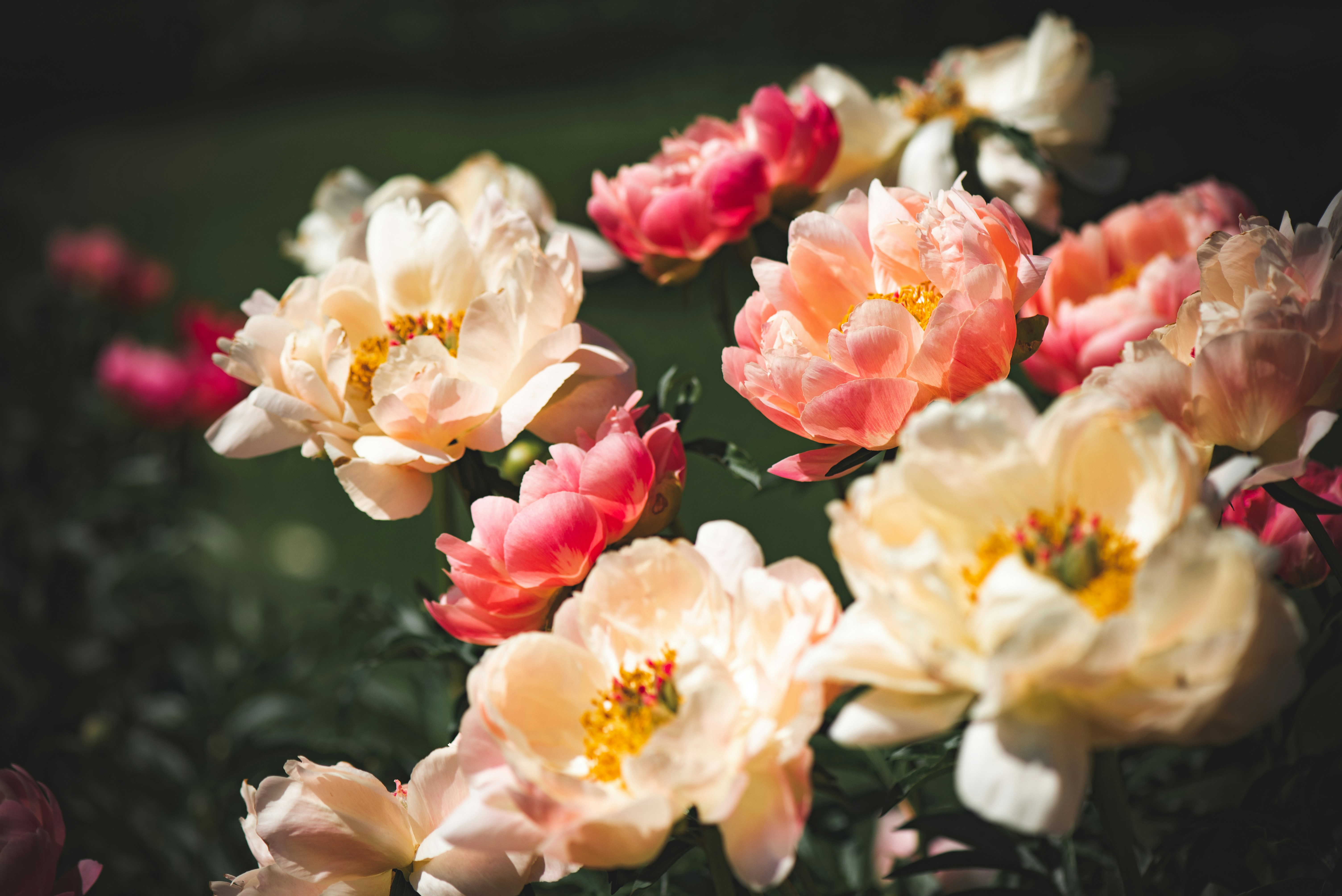 Photo by albulenapanduri