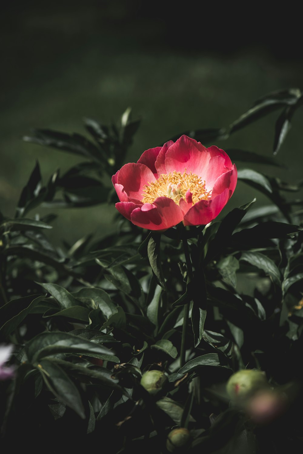 a pink flower with a yellow center surrounded by green leaves