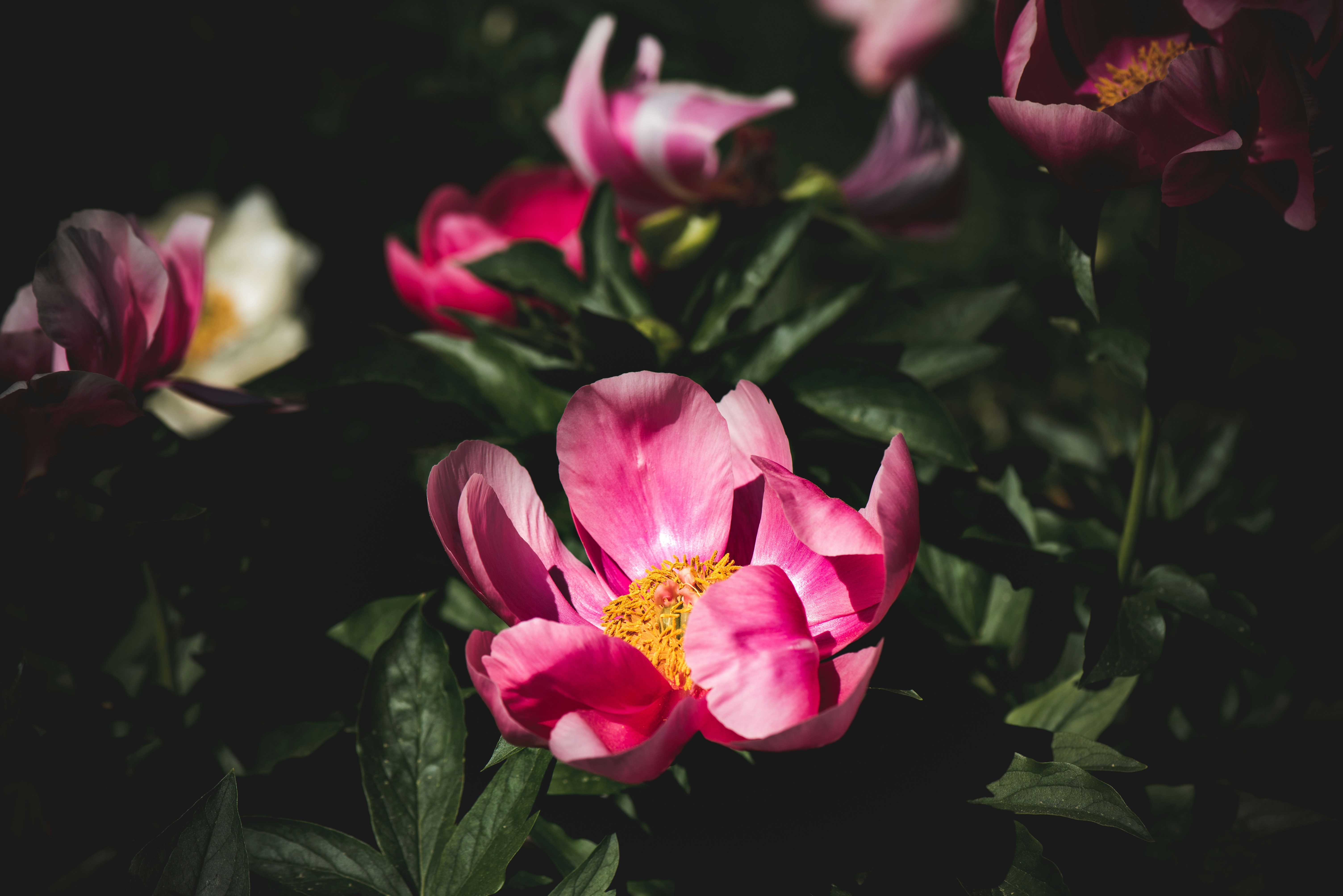 Photo by albulenapanduri