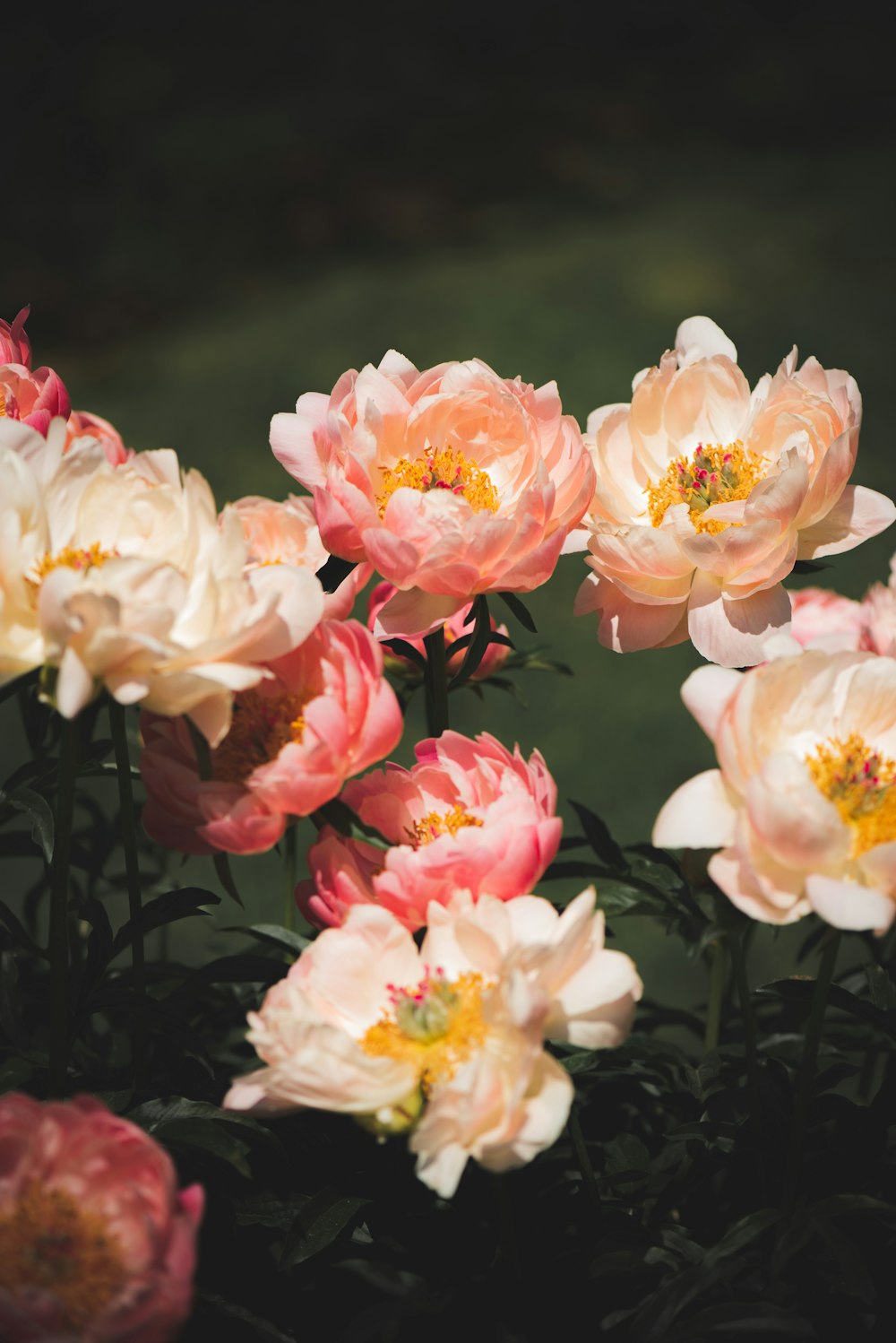 a bunch of pink and white flowers in a garden