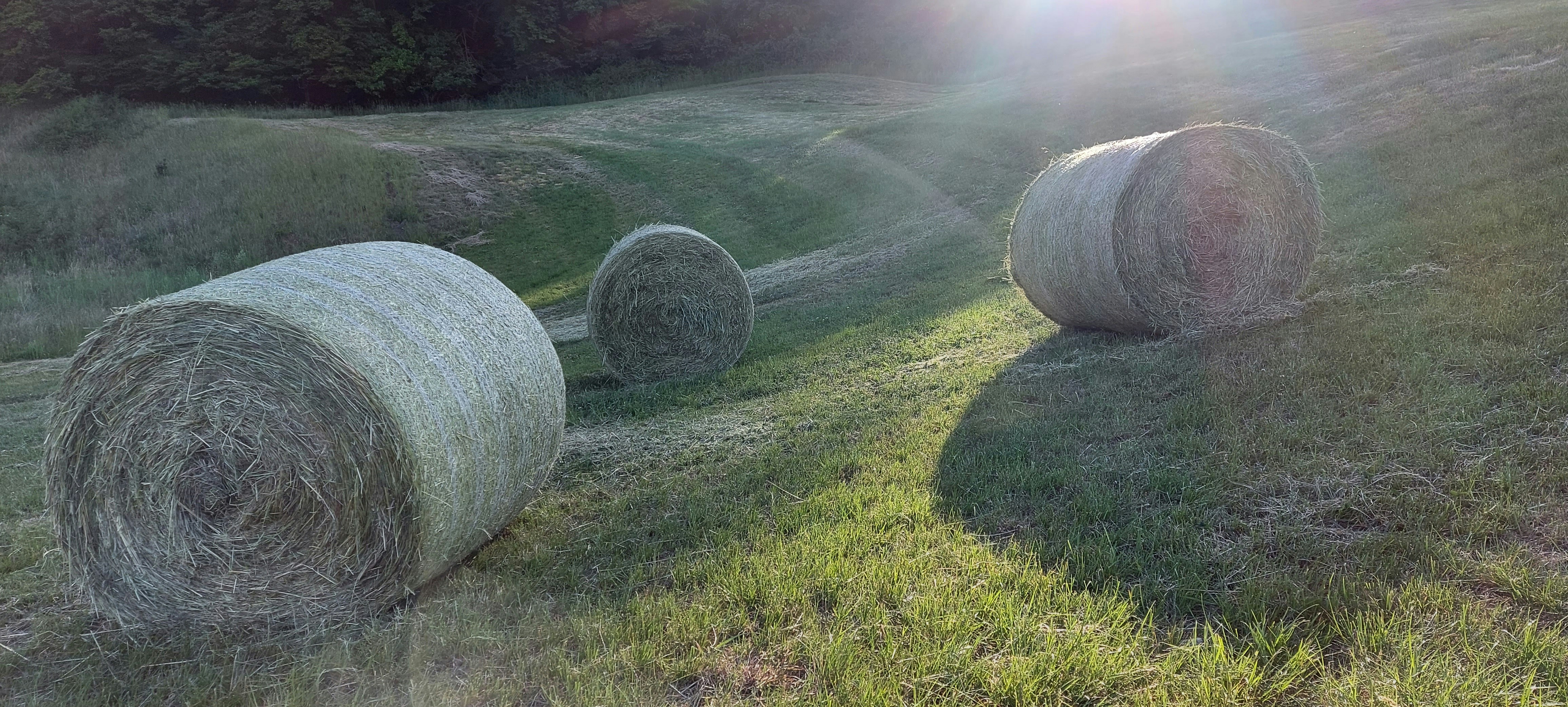 Tre balle di fieno sedute in un campo erboso
