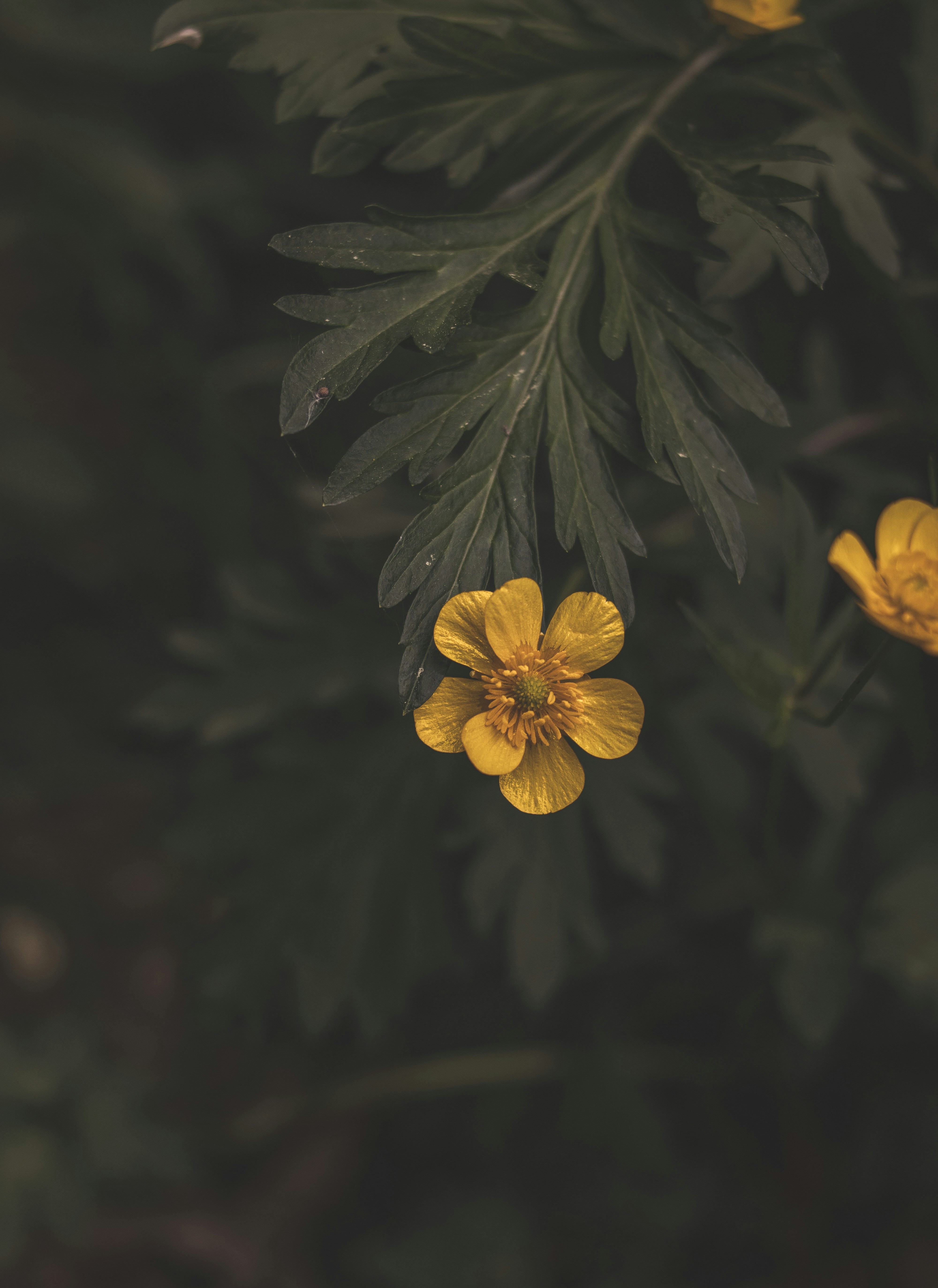 Photo by greenmood