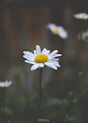 a close up of a white flower with a yellow center