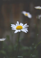 a close up of a white flower with a yellow center