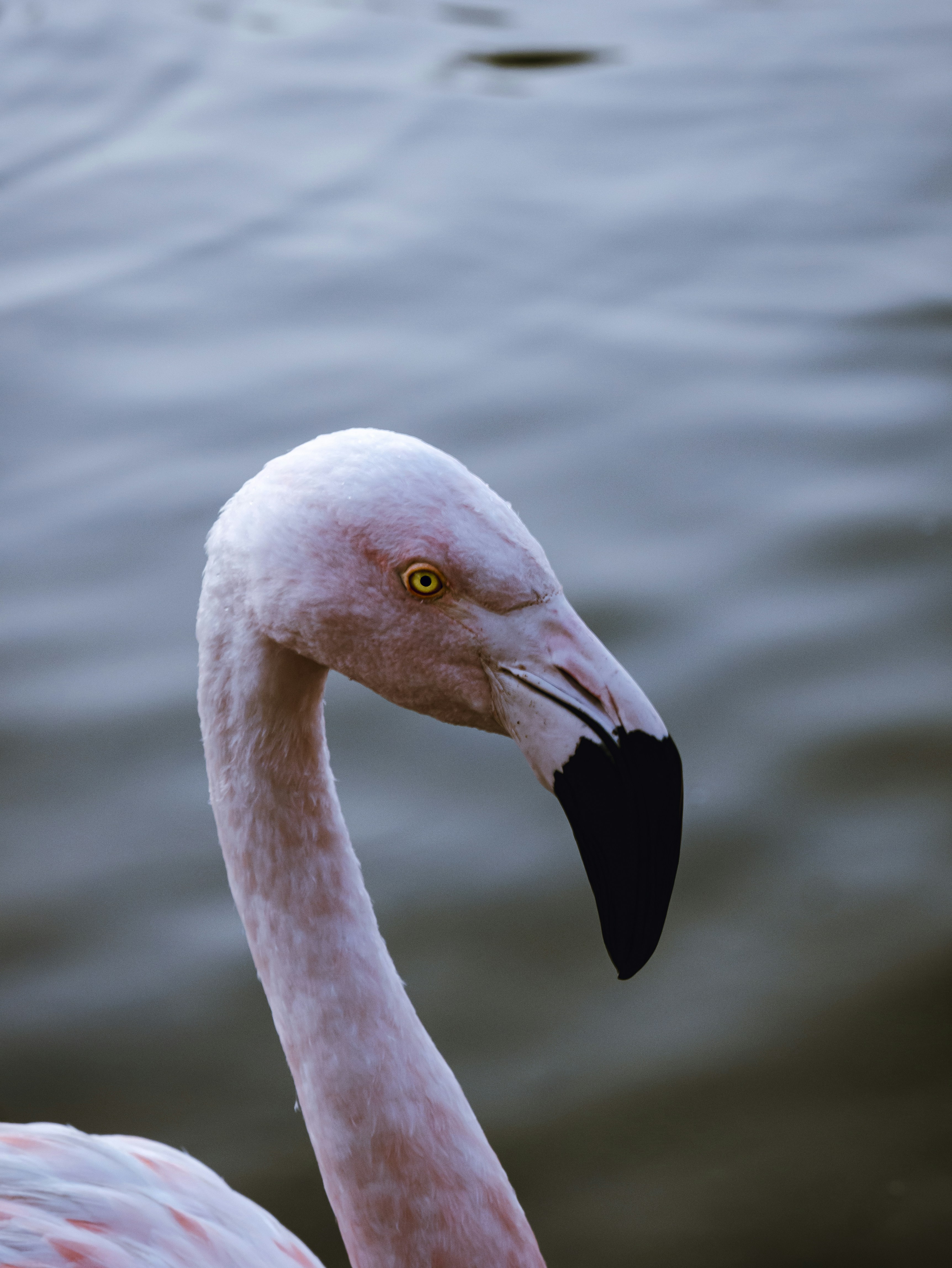 Photo by bollystep