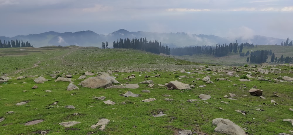 a grassy field with rocks and trees in the background