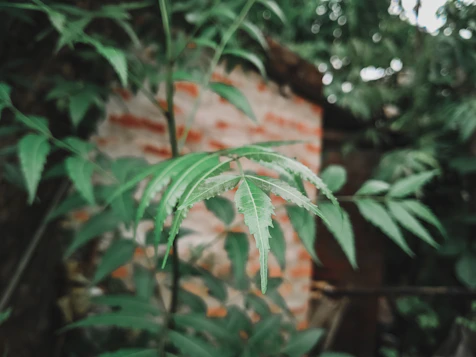 neem plant