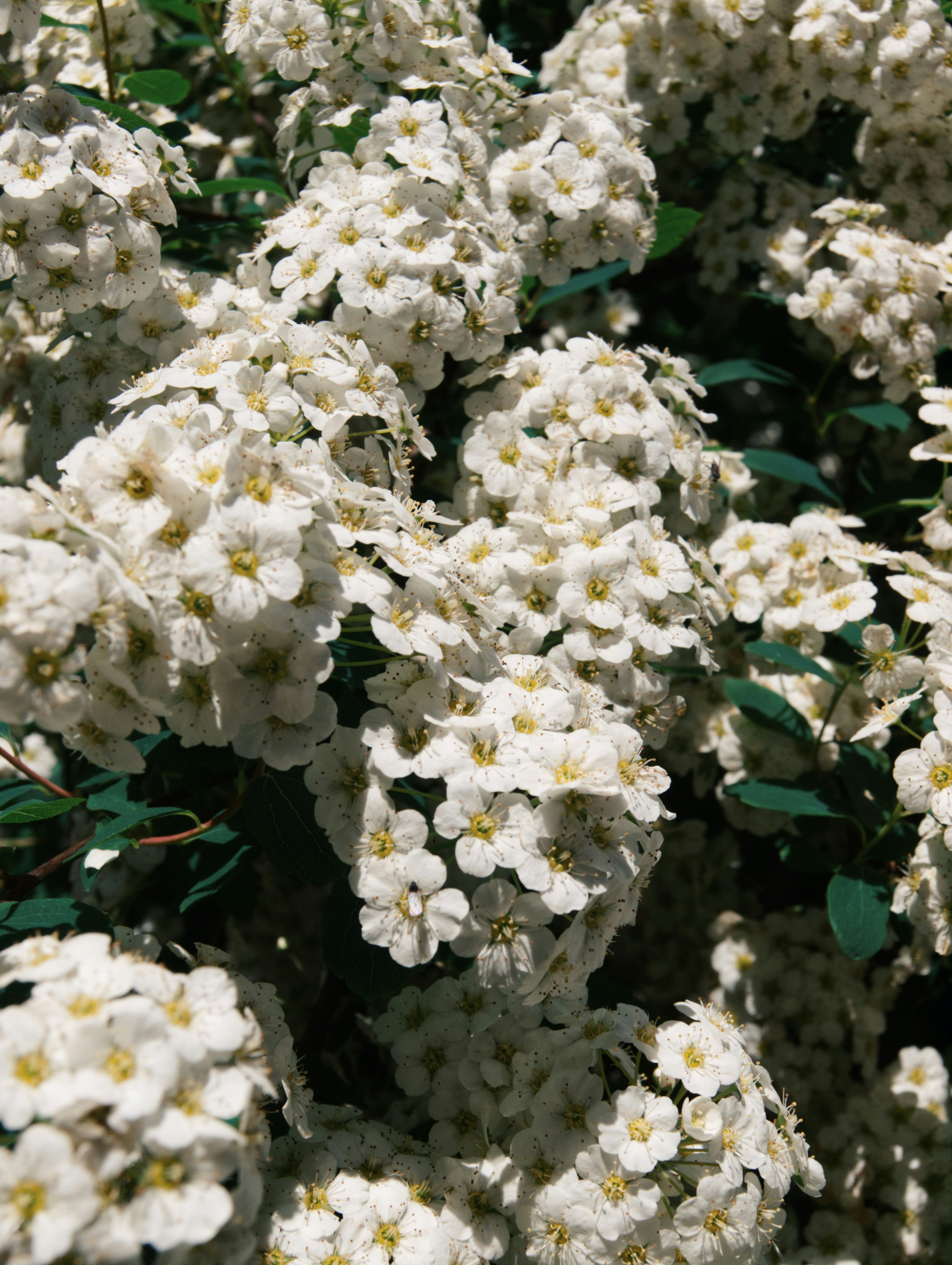 ein Strauß weißer Blüten mit grünen Blättern