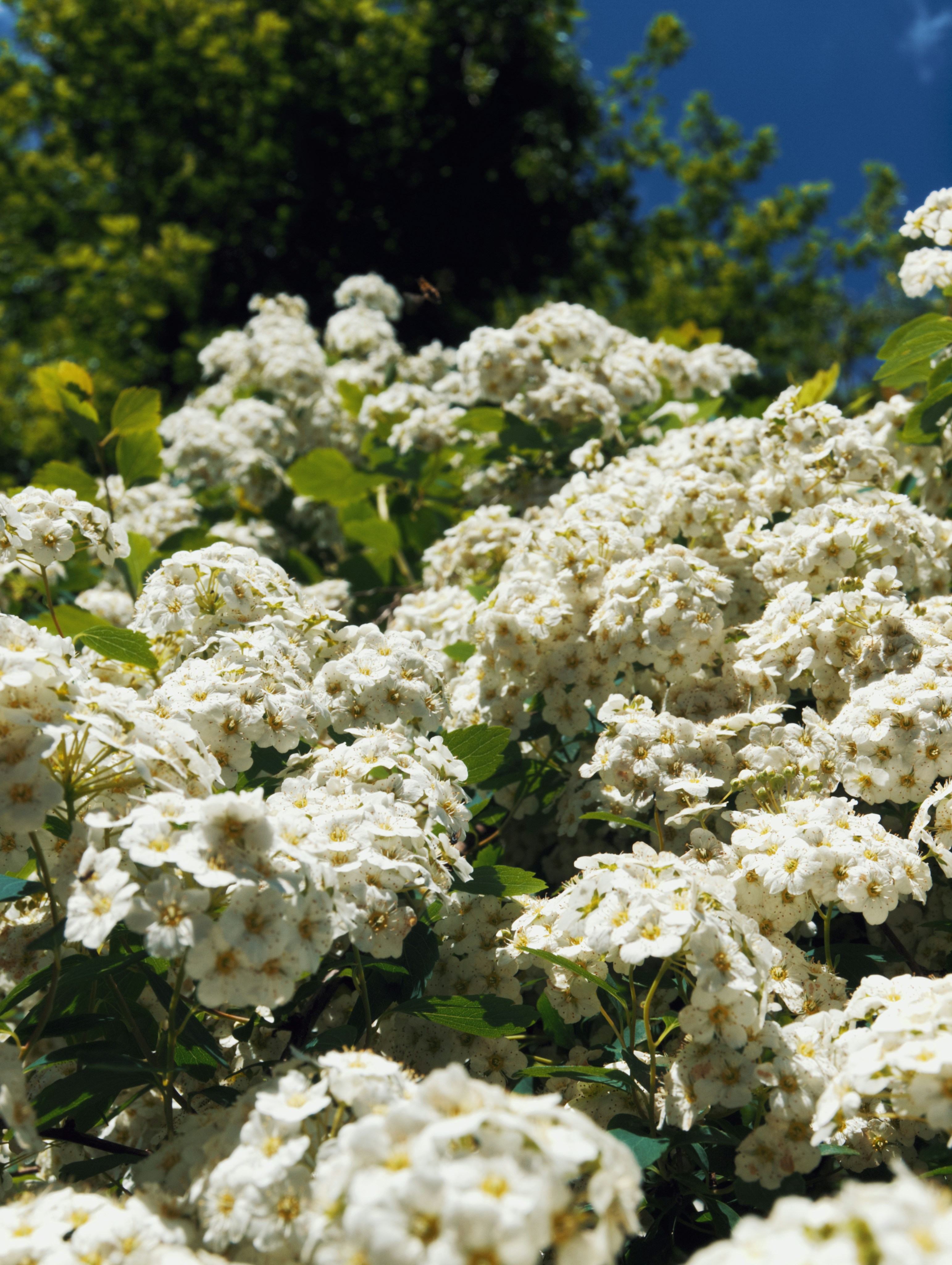 ein Busch aus weißen Blüten mit grünen Blättern