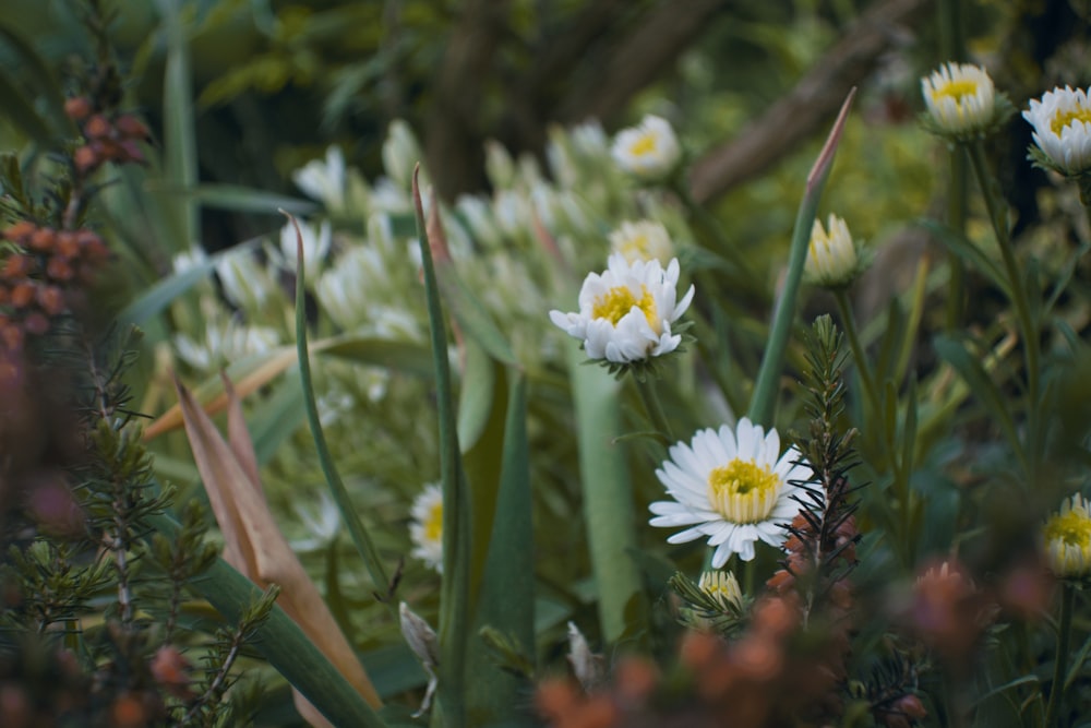 a bunch of flowers that are in the grass