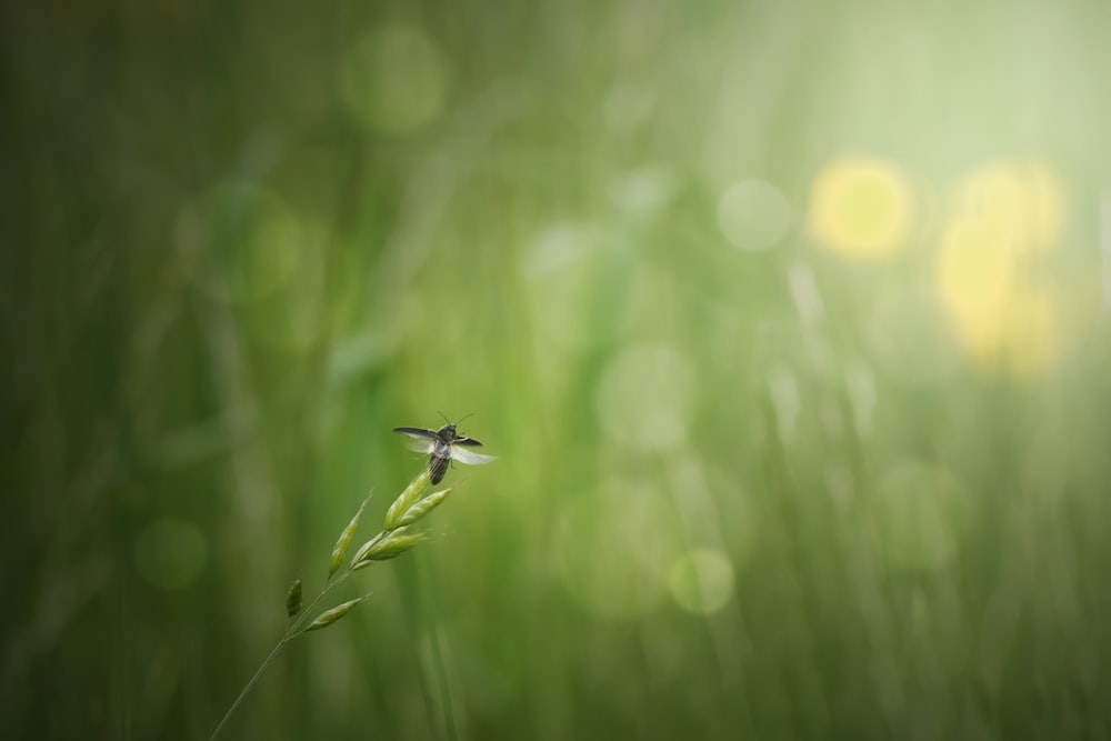 a small insect sitting on top of a green plant