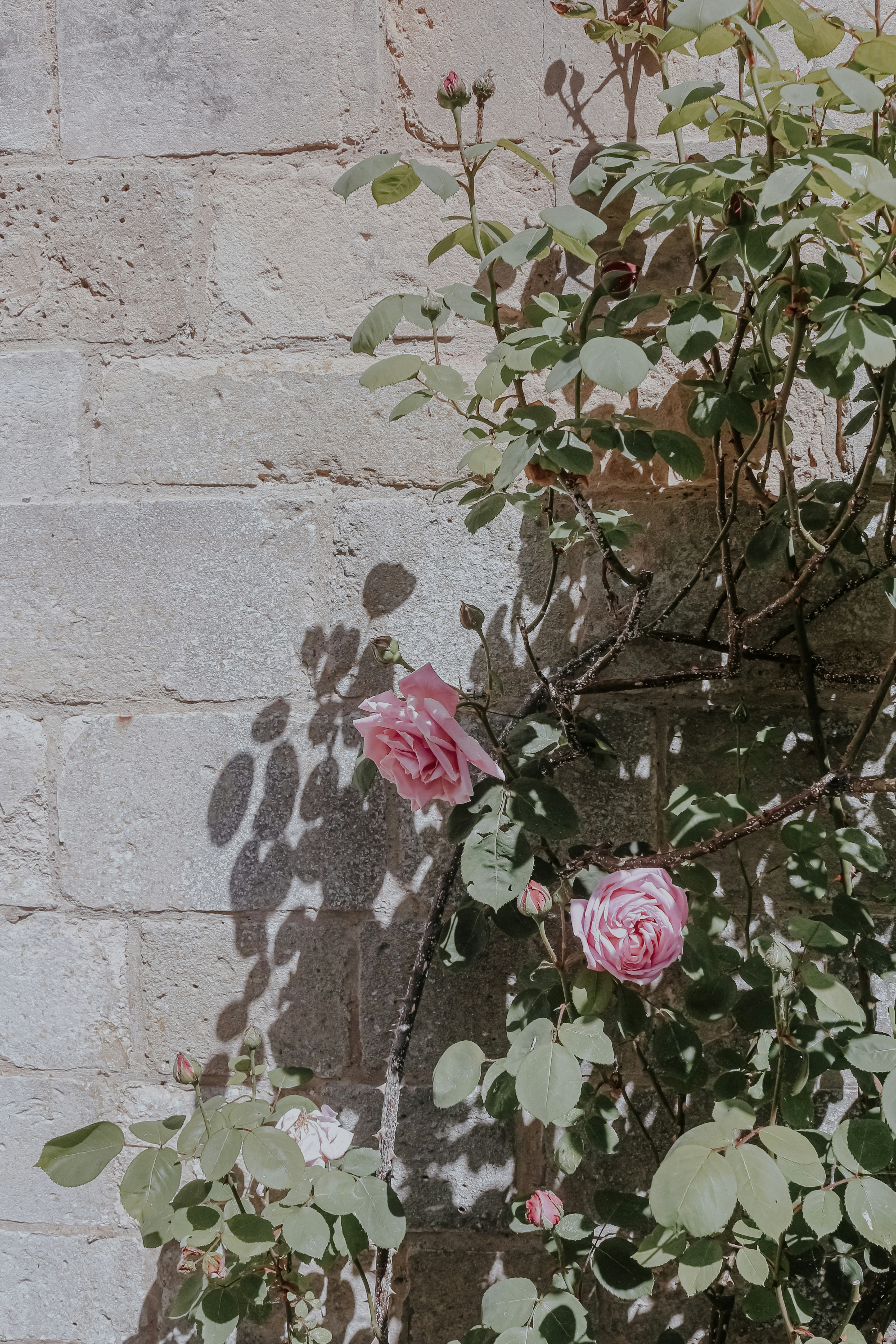 Photo by pixeldebris