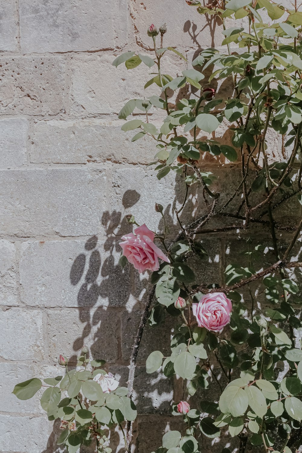 분홍색 장미가 벽돌 벽에 자라고 있습니다.