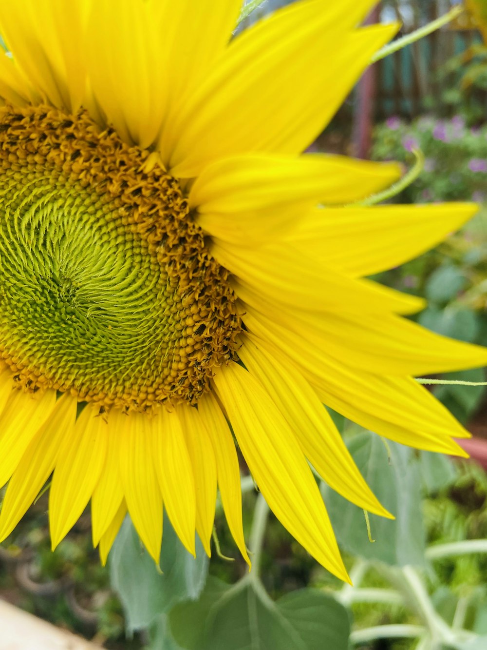 a large yellow sunflower with a green center