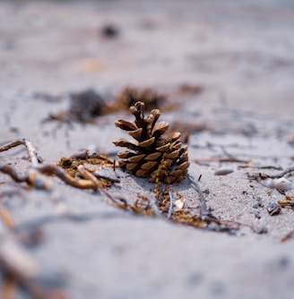 a pine cone sitting on top of a sandy beach